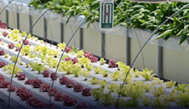 Greenhouse heating